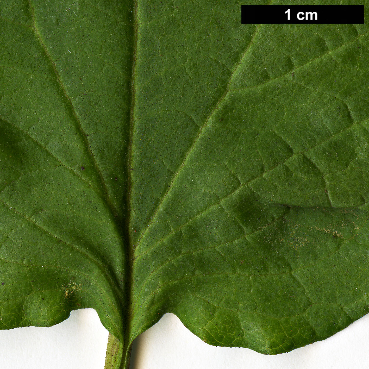 High resolution image: Family: Cistaceae - Genus: Cistus - Taxon: populifolius - SpeciesSub: subsp. populifolius